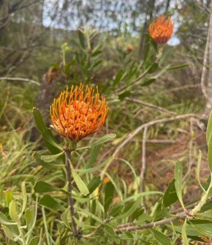 Leucospermum cuneiforme old flowerhead